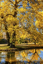 Autumn colors, fall in park with yellow leaves foliage trees reflecting in river water