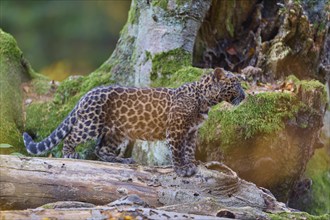 Indian leopard (Panthera pardus fusca), young animal on tree trunk