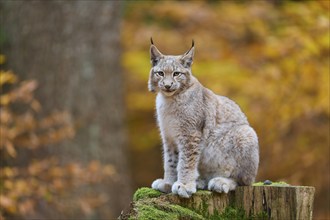 Eurasian lynx (Lynx lynx), sitting on tree trunk in autumn forest