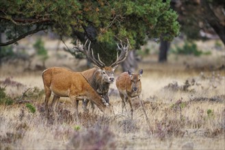 Red deer (Cervus elaphus) in the Hoge Veluwe National Park, Netherlands