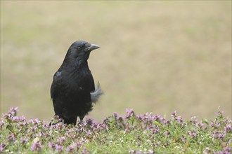 Carrion crow (Corvus corone corone) with feather, bird feather, Main, Frankfurt, Hesse, Germany,