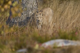 Eurasian lynx (Lynx lynx), running in autumn