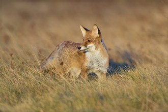 Red Fox (Vulpes vulpes), in meadow at autumn