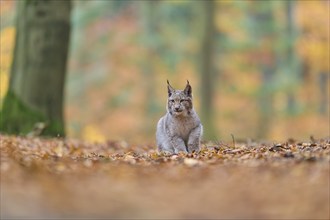 Eurasian lynx (Lynx lynx), in forest at autumn