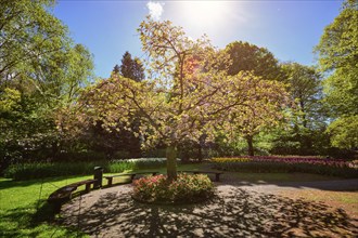 Blooming tree in Keukenhof flower garden, also known as the Garden of Europe, one of the world