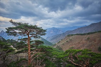 Pine tree in Seoraksan National Park in stormy weather, South Korea, Asia