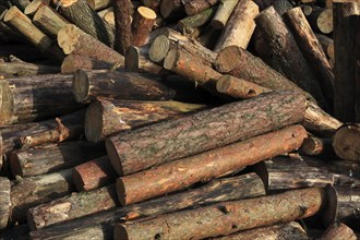 Firewood, logs, sawn into metre pieces