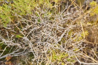 Rosemary (Salvia rosmarinus), try, at Mount "La Talaia del Montmell" at evening, Catalonia, Spain,