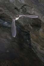 Daubenton's bat (Myotis daubentonii) flying out of the summer roost of a cave, Lower Saxony,