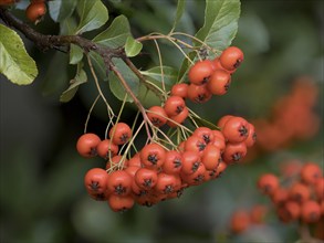 Scarlet firethorn (Pyracantha coccinea), North Rhine-Westphalia, Germany, Europe