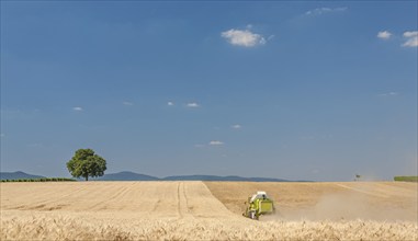 Grain harvest, harvesting machine, combine harvester, Southern Palatinate, Rhineland-Palatinate,