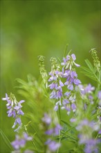 Goat's-rue (Galega officinalis), Rhineland-Palatinate, Germany, Europe