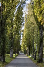 Papelallee on the Mettnau peninsula near Radolfzell on Lake Constance, Constance district,