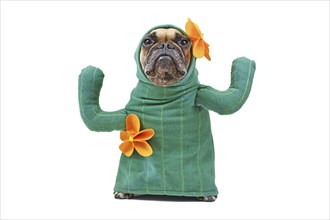 Hilarious French Bulldog dog in funny cactus costume with arms like branches and flowers isolated