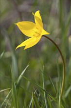 Wild tulip (Tulipa sylvestris) in flower, Saxony, Germany, Europe