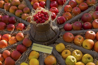 Presentation of different apple varieties in an old wagon wheel, Münsterland, North