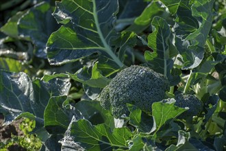 Vegetable field with broccoli, Münsterland, North Rhine-Westphalia, Germany, Europe