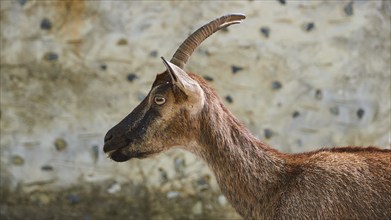 Kri-kri, endangered endemic Cretan wild goat, profile, head and anterior body, house wall, Samaria