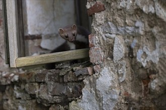 Beech marten (Martes foina), Bitburg, Rhineland-Palatinate, Germany, Europe