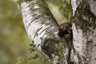 Beech marten (Martes foina), Bitburg, Rhineland-Palatinate, Germany, Europe