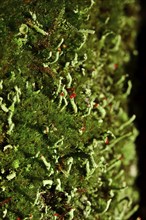 Scarlet lichen (Cladonia floerkeana), forest, Saxony, Germany, Europe