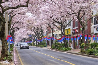 JEJU, SOUTH KOREA, APRIL 9, 2018: Blooming sakura cherry blossom trees in spring in street with