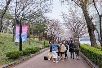 Seoul, South Korea, April 1, 2016 : People enjoying sakura blooming in park at Seokchon lake,