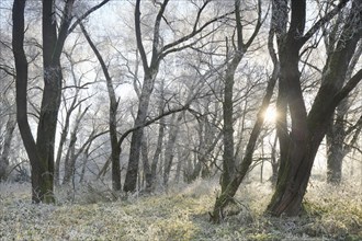 The morning sun shines through the wintery ripen-covered floodplain forest, Isental, Bavaria,