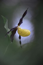 Close-up of a yellow lady's slipper orchid (Cypripedium calceolus) of the yellow lady's slipper