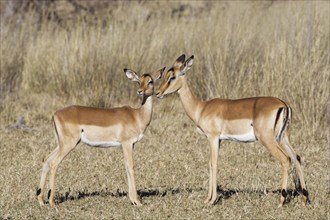 Common impalas (Aepyceros melampus), two females in dry grassland, showing affection, eye contact,