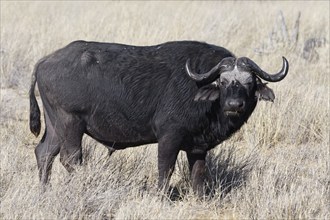 Cape buffalo (Syncerus caffer), adult male in tall dry grass, eye contact, savanna, Mahango Core