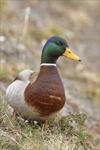 Mallard (Anas platyrhynchos), male, standing in a meadow on the lakeshore, Chiemsee, Bavaria,