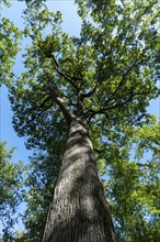 Forest of Troncais . Remarkable oak tree. Charles Louis Philippe oak, 33m high, 4m60 in