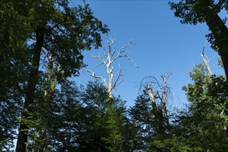 Forest of Troncais. Dead trees due to global warming. Allier department. Auvergne Rhone Alpes.