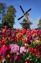 Blooming tulips flowerbed and wind mill in Keukenhof garden, aka the Garden of Europe, one of the