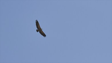 Griffon Vulture in flight, cloudless blue sky, Rodopou Peninsula, West Crete, Crete Island, Greece,