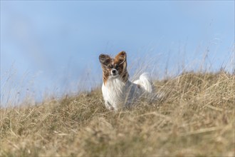 Continental Toy Spaniel on a walk in a meadow. France