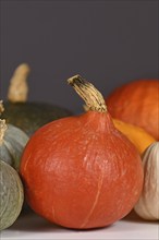 Red Hokkaido squash in pumpkin mix in front of gray wall