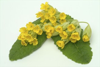 Common cowslip (Primula officinalis), cowslip, apothecary primrose, medicinal plant, flowers