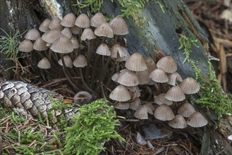 Bonnets (Mycena), mixed forest, Fanken, Bavaria, Germany, Europe