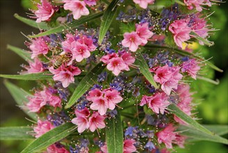 Viper's Bugloss (Echium webbii)