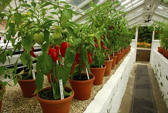 Chilli peppers in greenhouse, chillies, chillies, chillies, chillies, chillies, West Dean Garden,