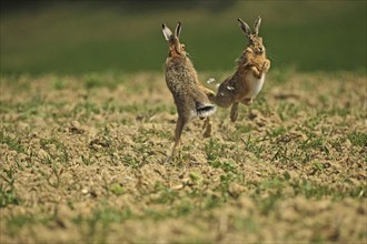 European hare (Lepus europaeus) Mating season, so-called gathering time, males quarrelling with