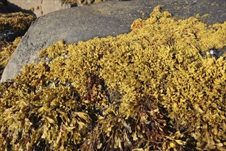 Seaweed, algae on a rock by the sea, Trollfjord, Lofoten, Norway, Europe