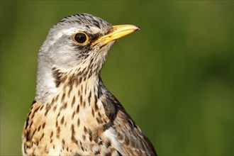 Fieldfare (Turdus pilaris), half portrait, Peene Valley River Landscape nature park Park,