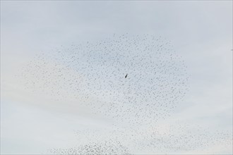 Common (Sturnus vulgaris) starlings fly together, in perfect symbiosis to protect themselves from