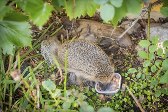 Hedgehog mother with young in the living environment of humans. A near-natural garden is a good