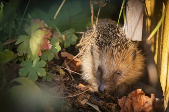 Hedgehog mother with young in the living environment of humans. A near-natural garden is a good