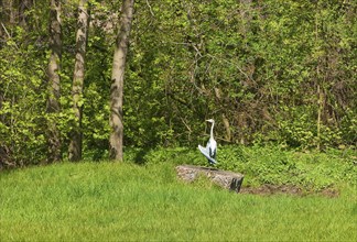 Heron in Lauterbach Castle Park