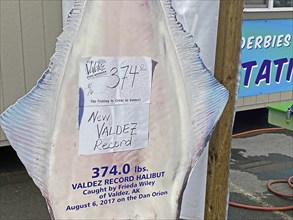 Billboard for the biggest fish caught so far, record, halibut, Prince William Sound, autumn,